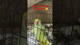 Ringneck parrot talking🦜✅shorts viralvideo funny ParrotX2 Fantasticparrot ParroTube [upl. by Areehs]