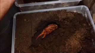 Breeding the giant hercules beetles at home Amazing alienlooking pupae [upl. by Ignacio]