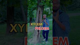 Plant facts  Xylem vs Phloem xylem phloem plants plantfacts [upl. by Marvin926]