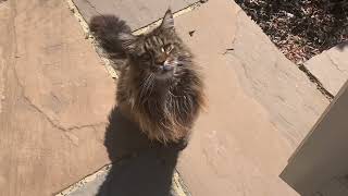 Maine Coon Cat Talking Purring amp Bursting With Affection [upl. by Neitsirk]