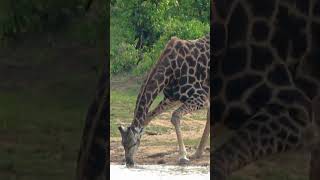 Giraffe drinking shortsyoutube [upl. by Richma507]