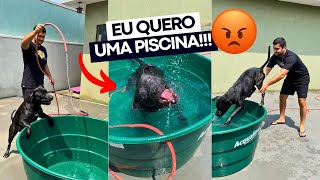 GANHEI UMA CAIXA D’ÁGUA PRA NADAR EM VEZ DE UMA PISCINA 😭💔 e os gatos ganhou um parquinho 😤 [upl. by Nnyleak168]