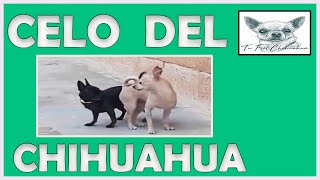 🤔 Cómo saber 🤔 cuándo una chihuahua está en 🐕 celo 🐕 [upl. by Lianne220]