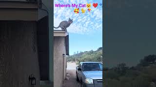 I Couldnt Find My Cat 🐈 🪁😺 🥰 cat catsrock catvideos kitten [upl. by Karlyn932]