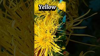 Spider VarietyChrysanthemumYellow Flower 💛 subscribe flowers chrysanthemum [upl. by Peonir939]