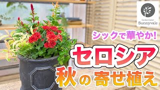 【秋の寄せ植え】シックで華やかなセロシアの寄せ植え 53 [upl. by Adyam852]