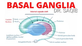 Basal Ganglia  Structure and Function  Neuroanatomy [upl. by Aisanahta]