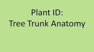 Plant ID Tree Trunk Anatomy [upl. by Lancelot835]