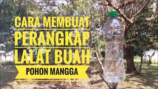 TERBUKTI NYATA Cara Membuat Perangkap Lalat Buah Pohon Mangga [upl. by Alburga]