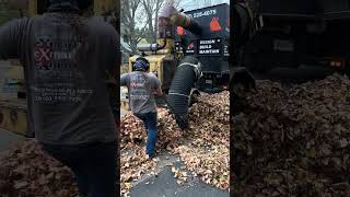 Leaf Removal Like a Pro [upl. by Carli]