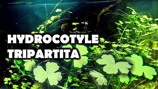 HYDROCOTYLE TRIPARTITA Scheda e Caratteristiche [upl. by Eissej]