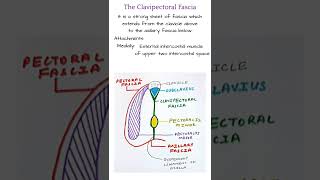 Clavipectoral fascia shorts 15 [upl. by Hcurab849]