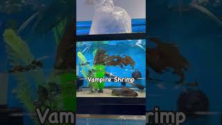 New arrivals at The World of Wet Pets aquariumpets wetpets petfish [upl. by Tiffanie]