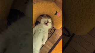 Cat Life  19 shorts cat cats catlover catvideos catshorts catlovers catvideo catlife [upl. by Brinson]