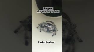 Pepper the jumping spider playing the piano [upl. by Konstantine218]