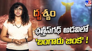 Drishyam  ఛత్తీస్‌గఢ్ అడవిలో బంగారు జింక   TV9 [upl. by Ianahs]