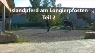 Islandpferd am Longierpfosten Teil 2 [upl. by Ahsilahs]