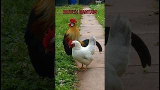 Cute Dutch bantam rooster crowing keepingchickens bantamchickens zwerghühner chickens hühner [upl. by Tai]