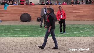 Category 3  Joel Clercq  Nelson  BSD Malinois  Belgium [upl. by Tneciv]