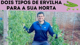 Dois tipos de ERVILHA para PLANTAR em CASA Diferenças entre ERVILHA TORTA e para DEBULHAR [upl. by Berthold]