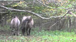 Foal and stallion dad playing  Konik horses [upl. by Yentuoc]