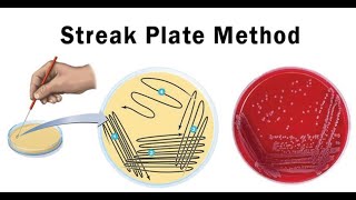 Lab technique microbiology Streak plate method [upl. by Ahnavas]