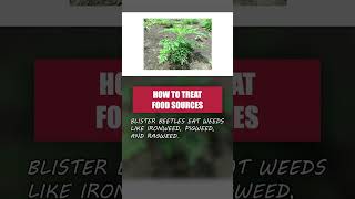 Eliminate Blister Beetles Safely and Easily DIY Pest Control [upl. by Ayerim]