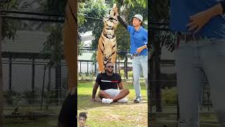 tiger lion animals wildlife pets music dance love song dancer [upl. by Selinda]