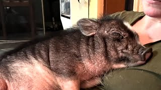 Rescue pig has sweetest reaction to hugs [upl. by Clara34]