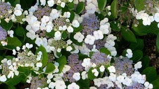 Hydrangea macrophylla Lacecap [upl. by Atteloj]