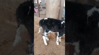 HF Heifer cow dairy dr Ghazanfar Ali [upl. by Ahtreb]