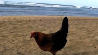 Keee Beach Kauai  Chickens [upl. by Sidoeht]