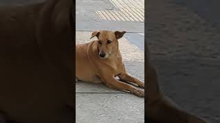 Chigistyles chigi streetdog chandigarh [upl. by Amalia]