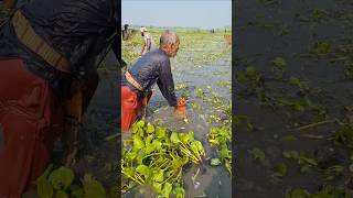 65 Years Oldman Catching big fish by traditional polo trap in Beel polotrapfishing catchfish [upl. by Kampmann564]