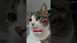 Ton chat te déteste  cats chat chaton animals catshorts catstory catsvideo chat amour [upl. by Brandais]