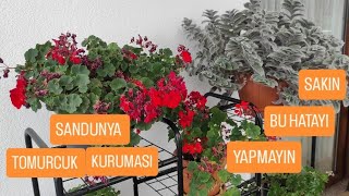 ✅SAKIN YAPMAYIN SARDUNYADA TOMURCUK NEDEN KURUR sardunya [upl. by Hulen]