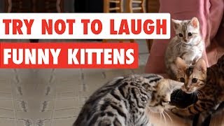 99 Lose this TRY NOT TO LAUGH Challenge  Funny Kittens Video [upl. by Abernon335]