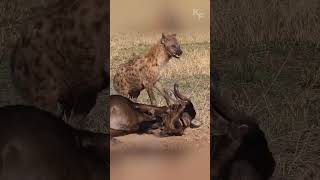 The Hyena’s Unexpected Feast How Fortune Favored the Predator Over a Weakened Prey [upl. by Zahara]