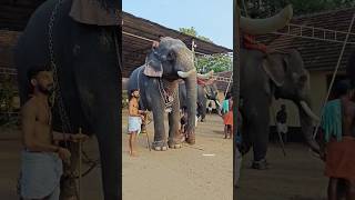 ഇവൻ കസറും 🔥🔥 കേരളീയൻ elephant aana [upl. by Pomfrey]