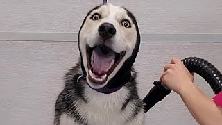 Hilarious dramatic Husky throws a temper tantrum [upl. by Stroup133]