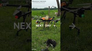 Agriculture Drone  Drone Crash Drive Safe Serviceshorts agriculturalequipment dronesprayer [upl. by Alessig]