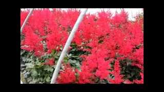 Best Perennials  Astilbe Spinell False Spirea [upl. by Iatnahs]