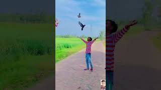 pigeon ko hath per kaise lagaenytshortviralshorpigeon loverstutas [upl. by Radec]