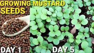 How to Grow Mustard Greens Vlogsforplants mustardseeds [upl. by Esinert]