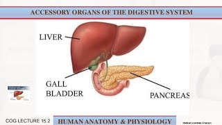 Accessory Organs of Digestive System Anatomy and physiology  Lecture 23 [upl. by Aicnom614]