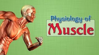 Easy Physiology  Muscle  1Excitation Contraction Coupling [upl. by Nonac]