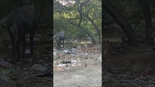 Nilgai herd resting 😌🥱 Part  2 funny shorts animals funnyvideos funnyanimals GANIMALWORLD [upl. by Jule]