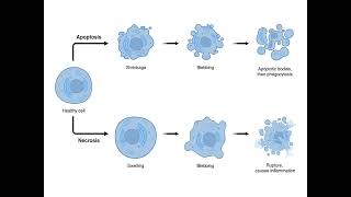 NECROSIS  CAUSES  PROCESS  PHYSIOLOGY  IN TAMIL  SARATH LECTURES [upl. by Pasol]