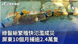 綠鬣蜥繁殖快氾濫成災 屏東10個月捕逾24萬隻｜20241104 公視晚間新聞 [upl. by Ahsenek911]