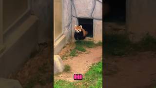 A red panda gets scared of a rock [upl. by Schaffer]